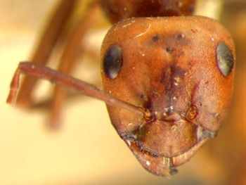 Media type: image;   Entomology 8917 Aspect: head frontal view